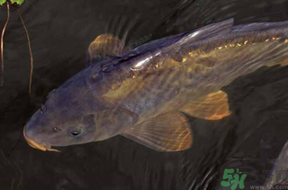 野生鯉魚怎么釣？野生鯉魚用什么釣最好？