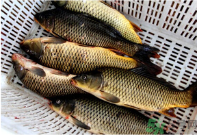 野生鯉魚怎么釣？野生鯉魚用什么釣最好？