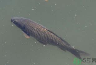 野生鯉魚怎么釣？野生鯉魚用什么釣最好？
