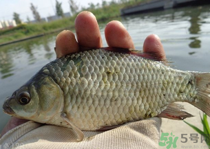 野生鯽魚多少錢一斤？野生鯽魚怎么區分？