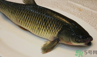 秋天怎么釣草魚？秋天草魚好釣嗎？