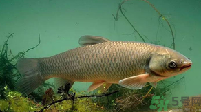 秋天怎么釣草魚？秋天草魚好釣嗎？