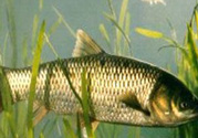 秋天怎么釣草魚？秋天草魚好釣嗎？