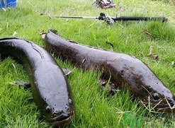10月份還能釣黑魚嗎？幾月份釣黑魚最好？