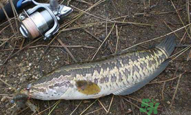 10月份還能釣黑魚嗎？幾月份釣黑魚最好？
