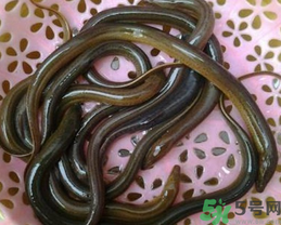 活黃鱔如何保存？活鱔魚怎么保存？