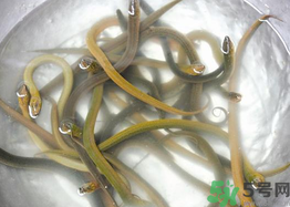 活黃鱔如何保存？活鱔魚怎么保存？