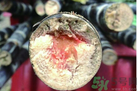 發(fā)霉的甘蔗吃了會中毒嗎？發(fā)霉的甘蔗長什么樣子？