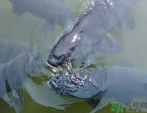 十月份釣青魚好釣嗎？釣青魚什么時間最好？