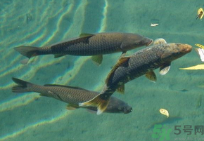 十月份釣青魚好釣嗎？釣青魚什么時間最好？