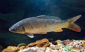 十月份釣青魚好釣嗎？釣青魚什么時間最好？