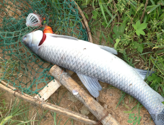 十月份釣青魚好釣嗎？釣青魚什么時間最好？