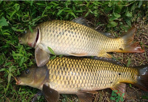 水庫釣魚用什么餌料？水庫釣魚用什么商品餌？