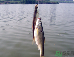 陰天怎么釣魚(yú)？陰天釣魚(yú)技巧