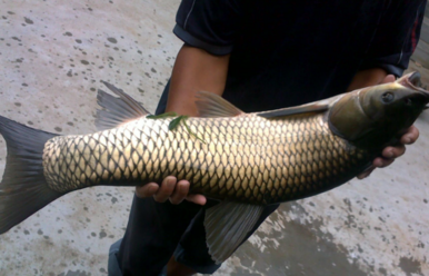 野生草魚多少錢一斤?野生草魚價格 野生草魚多少錢一斤?野生草魚價格