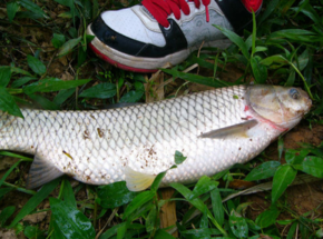 野生草魚多少錢一斤?野生草魚價格 野生草魚多少錢一斤?野生草魚價格