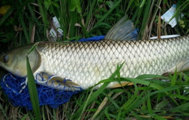 野生草魚多少錢一斤?野生草魚價格 野生草魚多少錢一斤?野生草魚價格