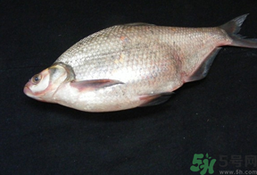 鳊魚多少錢一斤?野生鳊魚多少錢一斤? 鳊魚多少錢一斤?野生鳊魚多少錢一斤?