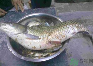 秋天夜釣草魚怎么釣？秋天夜釣草魚技巧