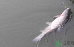 秋天夜釣草魚怎么釣？秋天夜釣草魚技巧