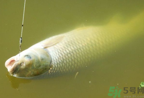 秋天夜釣草魚怎么釣？秋天夜釣草魚技巧