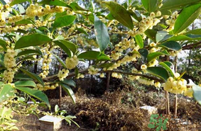 新鮮桂花能吃嗎？新鮮桂花怎么吃？