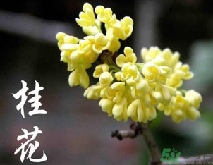剛摘的桂花怎么處理？桂花摘下來怎么處理？