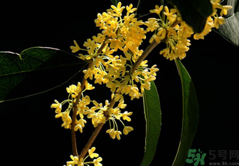 剛摘的桂花怎么處理？桂花摘下來怎么處理？