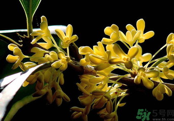 剛摘的桂花怎么處理？桂花摘下來怎么處理？