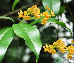 剛摘的桂花怎么清洗？新鮮桂花怎么清洗？