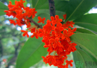 剛摘的桂花怎么清洗？新鮮桂花怎么清洗？