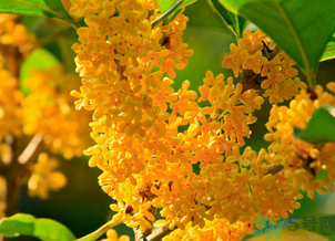 剛摘的桂花怎么清洗？新鮮桂花怎么清洗？