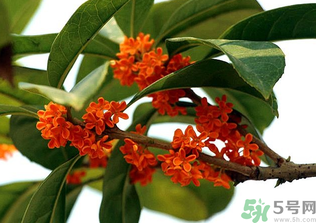 桂花怎么保存？桂花怎么保存香味？