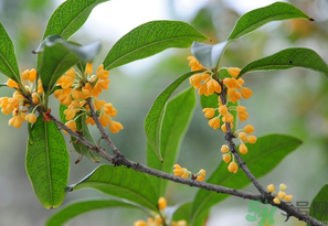 桂花怎么保存？桂花怎么保存香味？