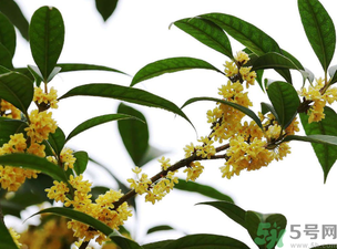 桂花怎么保存？桂花怎么保存香味？