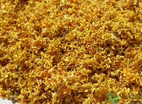  桂花多少錢一斤？桂花多少錢一兩？
