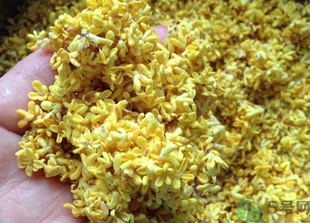 新鮮桂花怎么吃？新鮮桂花的食用方法