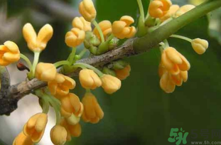 剛摘的桂花能吃嗎?剛摘的桂花可以吃嗎? 剛摘的桂花能吃嗎?剛摘的桂花可以吃嗎?