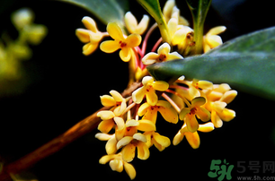 剛摘的桂花能吃嗎?剛摘的桂花可以吃嗎? 剛摘的桂花能吃嗎?剛摘的桂花可以吃嗎?