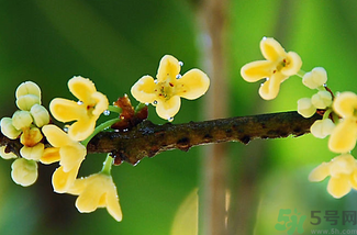 剛摘的桂花能吃嗎?剛摘的桂花可以吃嗎? 剛摘的桂花能吃嗎?剛摘的桂花可以吃嗎?