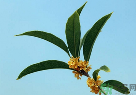 桂花可以做什么？新鮮桂花可以做什么？