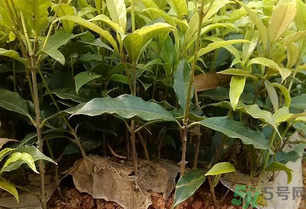桂花可以做什么？新鮮桂花可以做什么？
