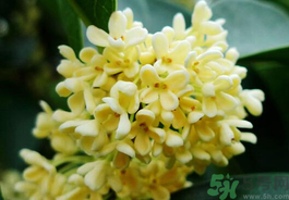 剛摘的桂花有蟲怎么辦？干桂花長蟲怎么辦？