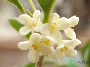 新鮮桂花怎么做干桂花？剛摘的桂花怎么處理成干桂花？