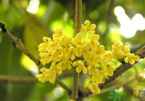 桂花怎么曬干？桂花曬好后可以做什么？