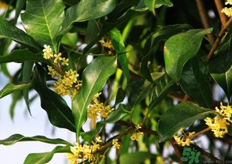 桂花什么時候采摘最好?桂花怎么采摘? 桂花什么時候采摘最好?桂花怎么采摘?