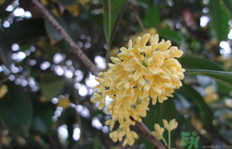 桂花什么時候采摘最好?桂花怎么采摘? 桂花什么時候采摘最好?桂花怎么采摘?