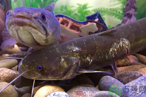 黑魚死了還能吃嗎？死黑魚能吃嗎？