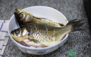鯽魚死了還能吃嗎？死鯽魚能吃嗎？