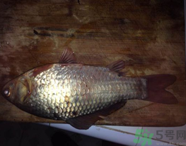 鯽魚死了還能吃嗎？死鯽魚能吃嗎？